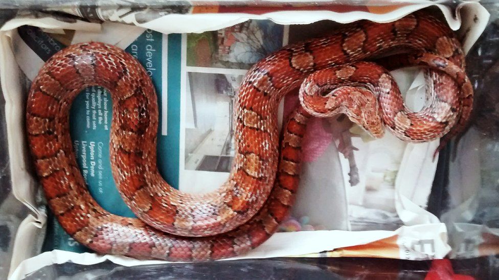 Rescued corn snake