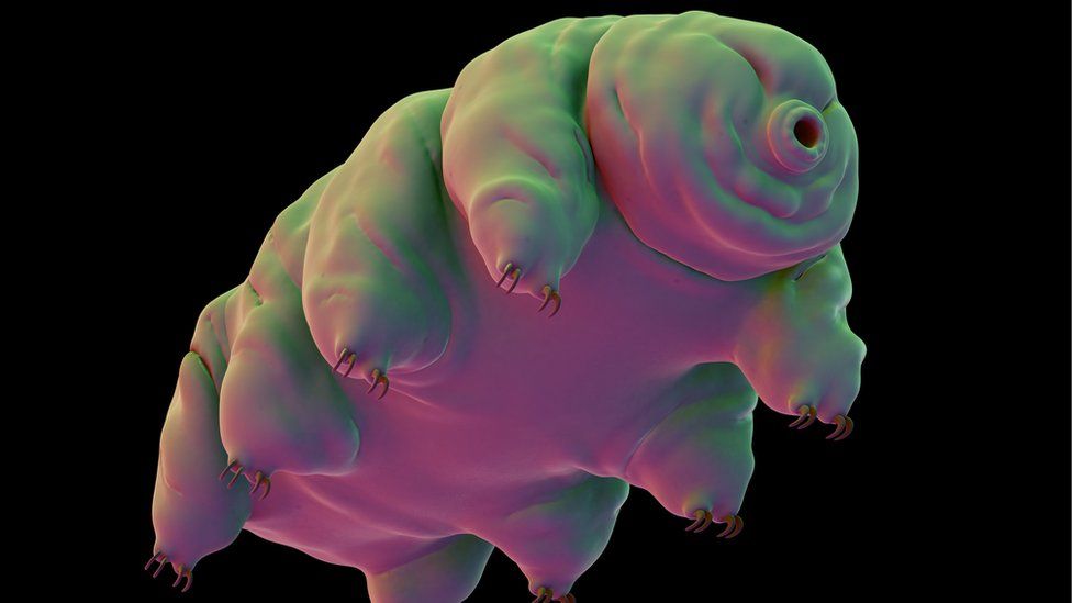 A tardigrade illustration