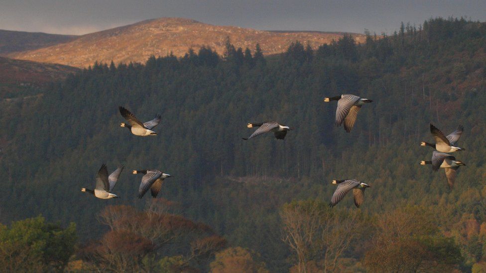 Barnacle geese