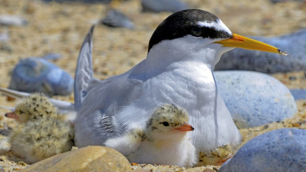 Little terns seabirds