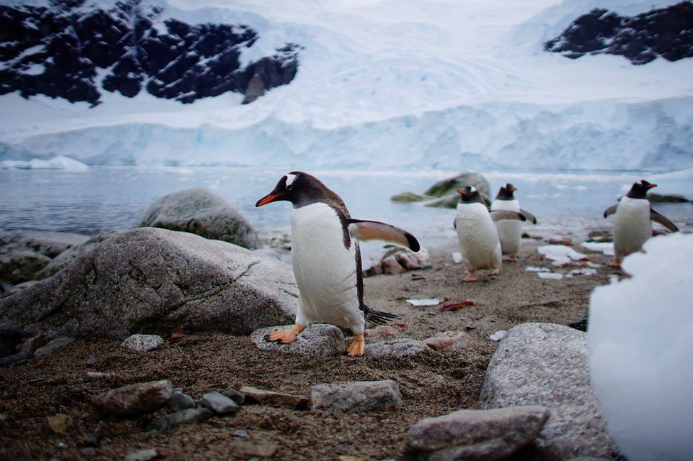 Penguins walking along a beach