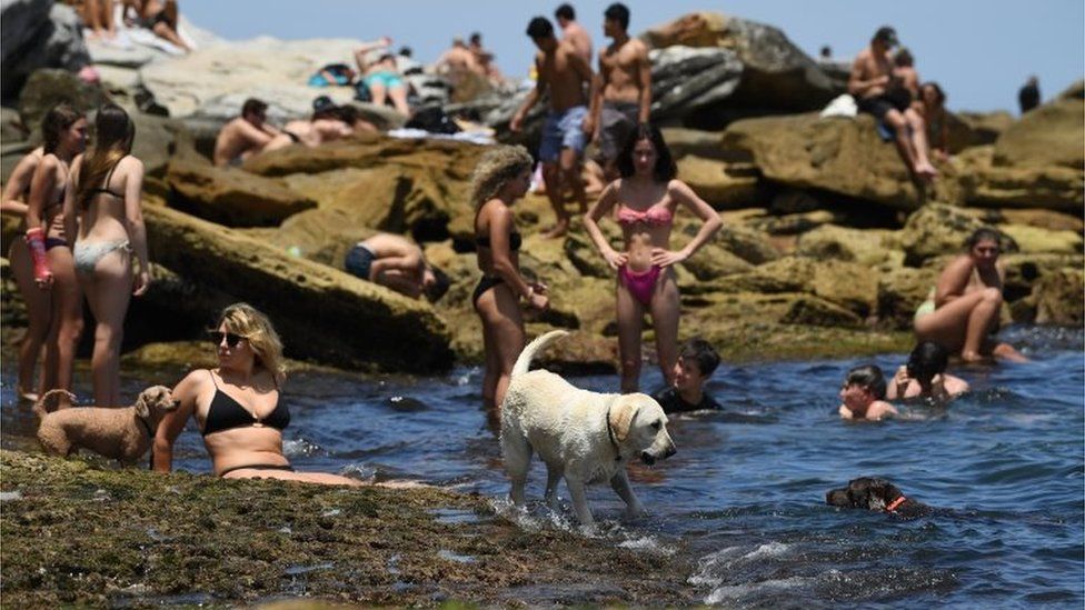 People and their dogs take a dip in water to cool off