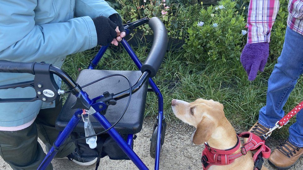 Irene Longstaff treating a dog