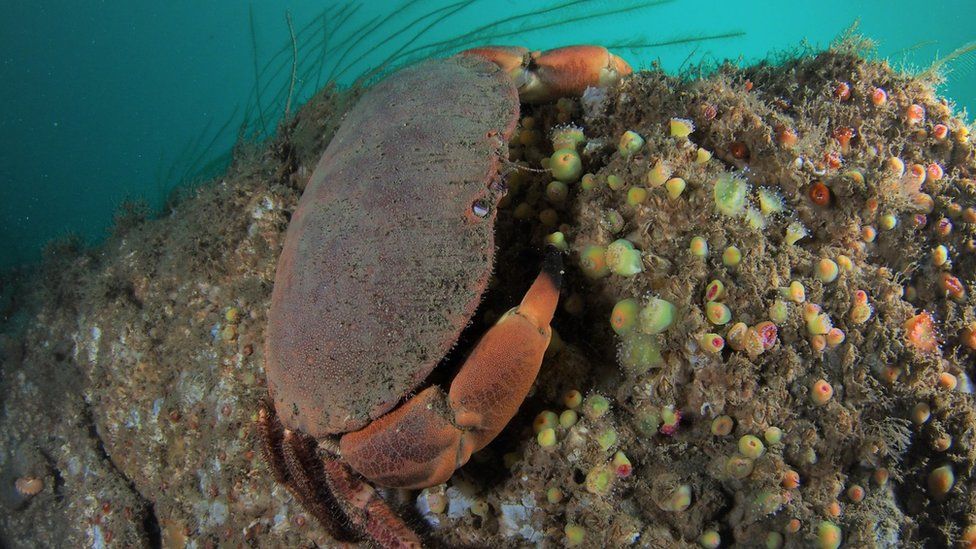 Plan to downgrade sustainability of Cornish brown crab BBC News