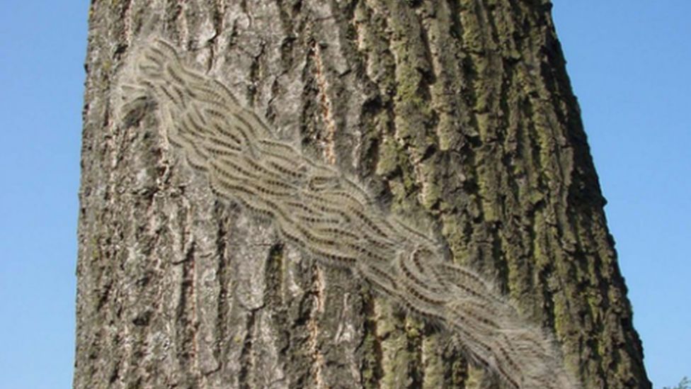 Caterpillars on tree trunk