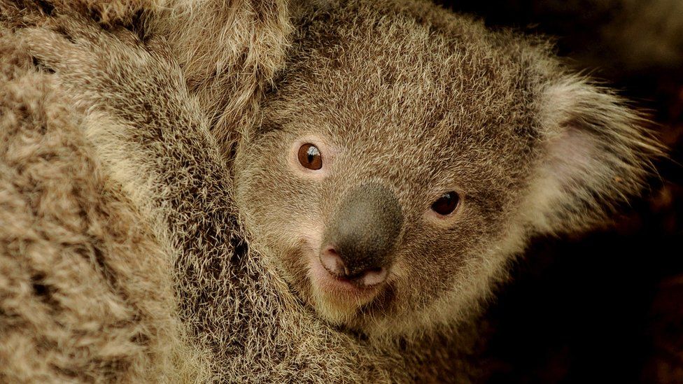 Devastating': Australian scientists race to save endangered wild koalas  from chlamydia