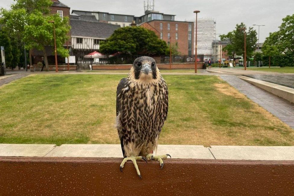 Peregrine on bench