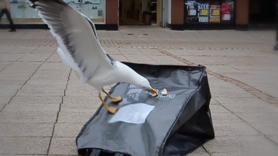 Gull proof bag