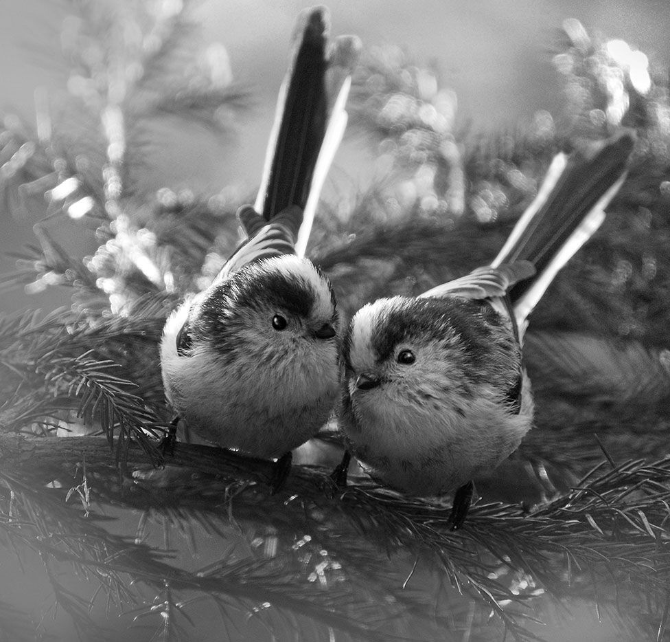 Two small birds huddle together