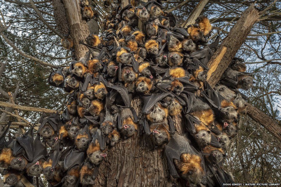 During an extreme heat-stress event a Grey-headed flying fox colony clumps together.