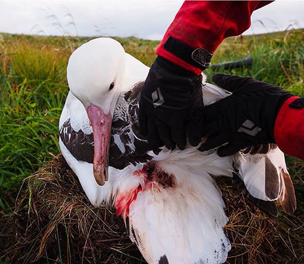 Injuries to an albatrosses after it was attacked by a mouse on the Island of Gough in the South Atlantic