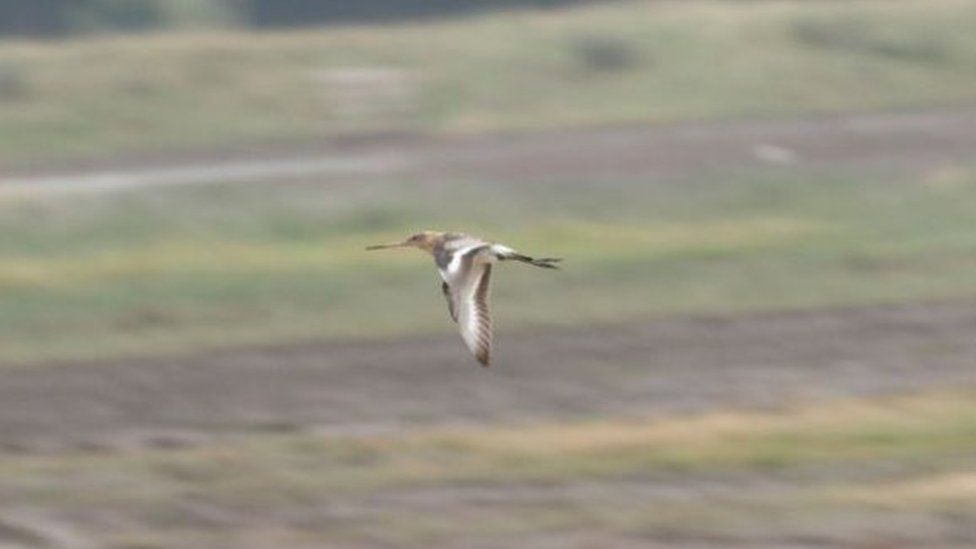 Project Godwit headstarted bird at WWT Steart Marshes