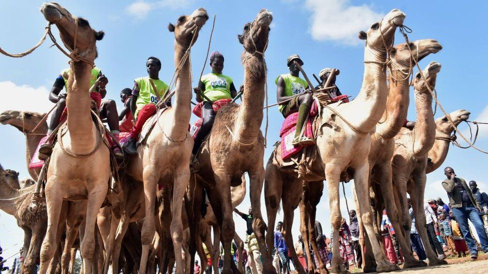 Participants wait the start of the 21 kilometers professional camel race during the 29th edition of Maralal International Camel Derby at Maralal, Samburu County, Northern Kenya on September 2, 2018. - The event held annually, which aims at promoting sports and cultural tourism, is Kenya's best known and prestigious camel race attracting both international and local competitors in amateur and professional categories who breathing life into the remote desert town populated by Kenya's indigenous and pastoral communities including Samburu, Turkana and Pokot tribes. (Photo by ANDREW KASUKU / AFP) (Photo credit should read ANDREW KASUKU/AFP/Getty Images)