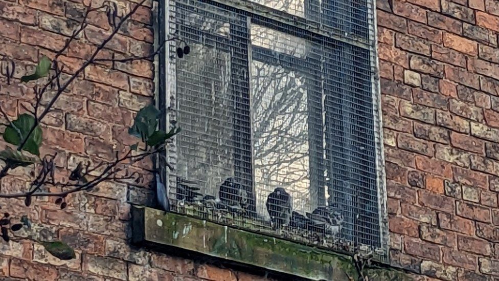 Pigeons trapped between window and metal barrier