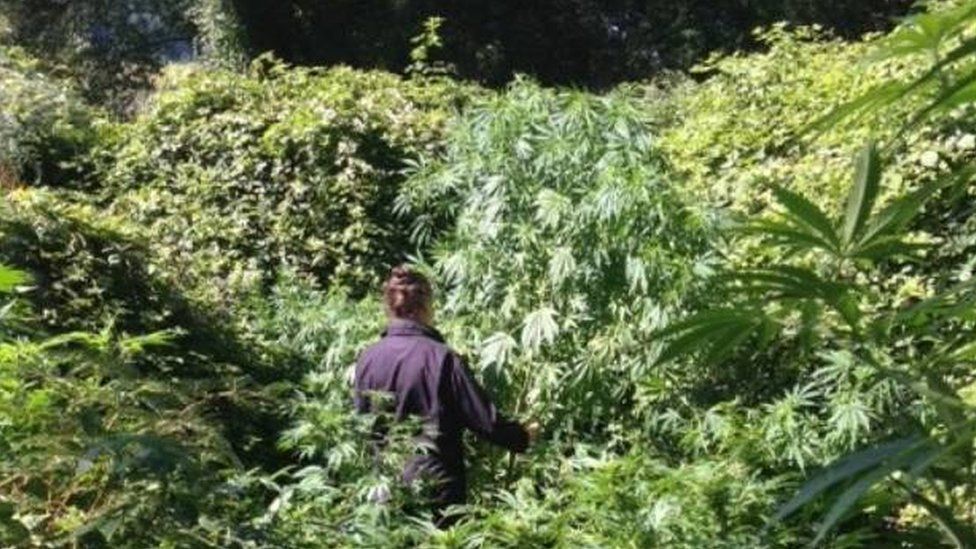 Illegal cannabis plantation, South Island, New Zealand