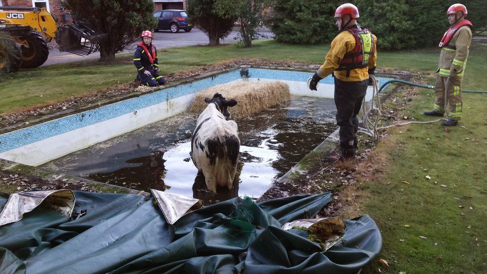 Cow Rescued From Cheshire Swimming Pool c News