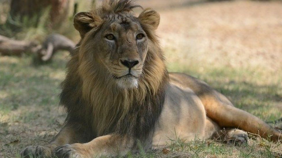 Lions of Gujarat  Pride and politics - India Today