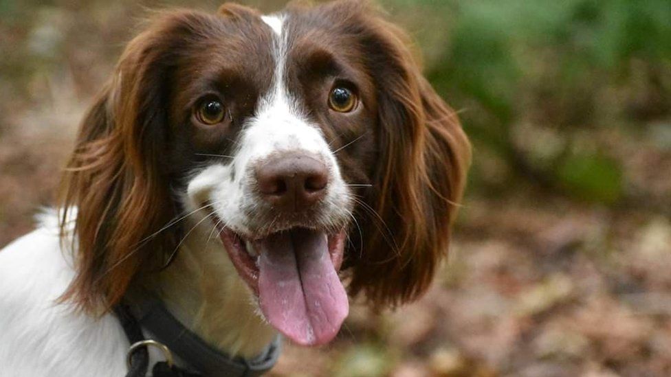 Holly, the 18-month English Springer Spaniel