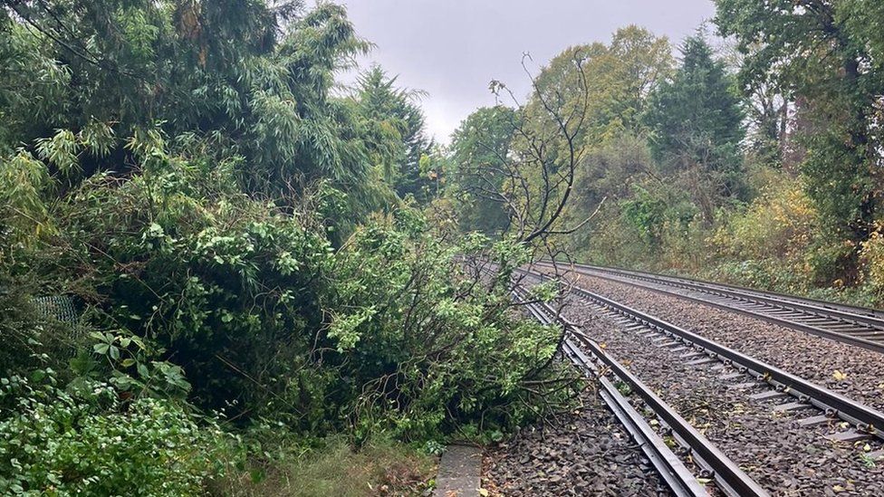Tree on tracks in Cooks Crossing in Surrey