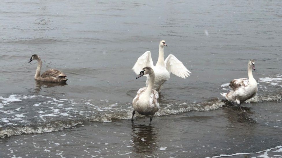 Whitby swans