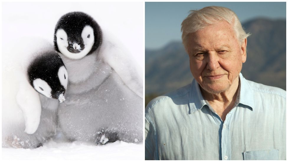 Penguins and Sir David Attenborough