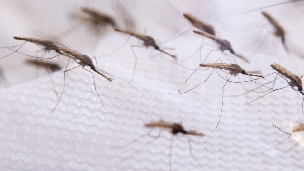 Mosquitos at Target Malaria