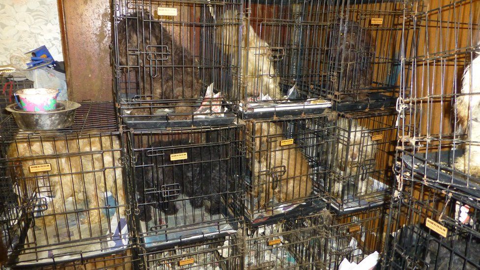Several different breeds of dog in cages