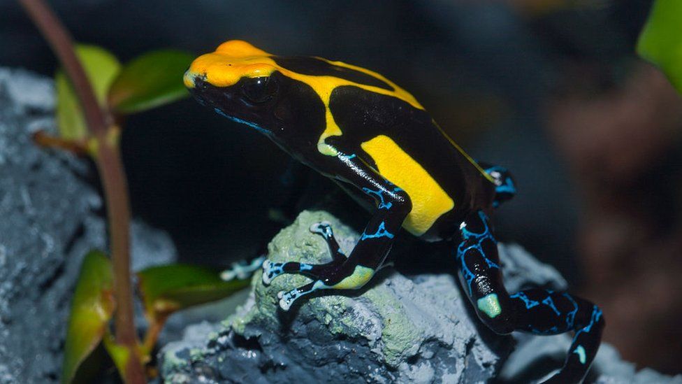 a dyeing poison dart frog