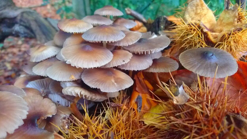 A group of mushrooms, leaves and chestnuts in autumnal shades of orange