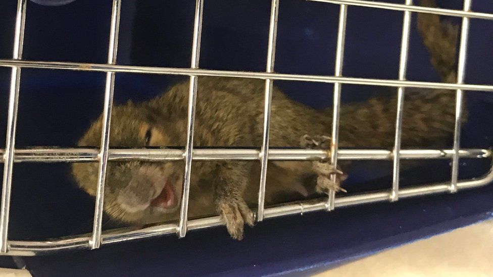 One of the squirrels in a cage after being seized at Brisbane Airport