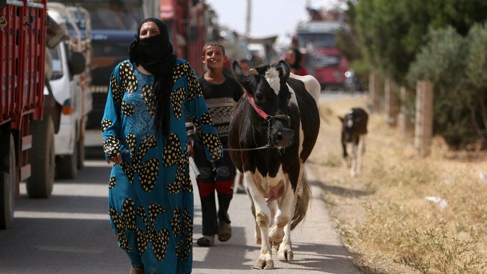 A woman who has fled the violence in Manbij walks with her cow (19 June 2016)