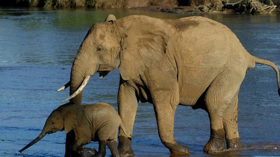 Elephants in Kenya, file