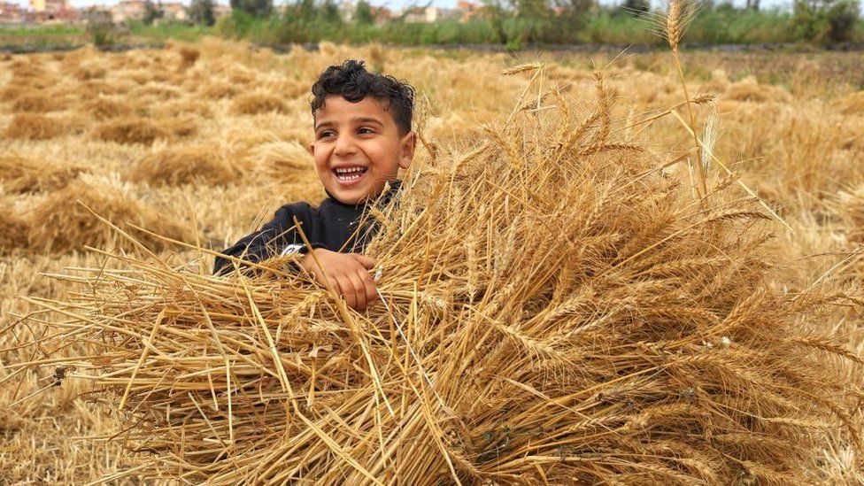 A young boy harvests wheat in Sharkia, Egypt - Friday 28 April 2023
