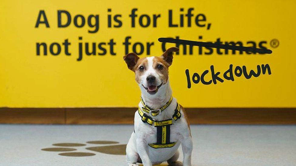 can you take your dog to dogs trust