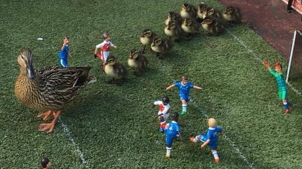 Ducks and ducklings on the model football pitch