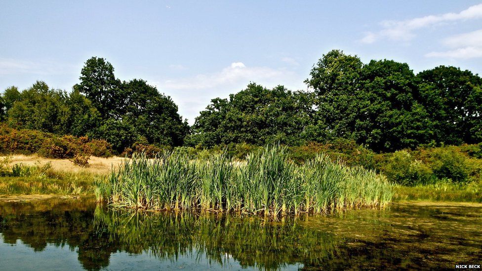 A pond with reeds is in the foreground under a blue sky. Trees line the background