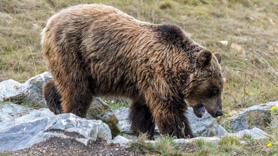 Bear shot dead by 70-year-old hunter in France - BBC News
