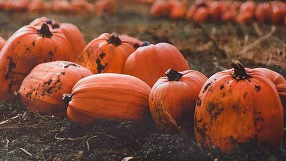 Pumpkins in a field at Forage Farm