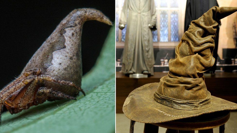 The Eriovixia Gryffindori (R) pictured next to the Sorting Hat (L)