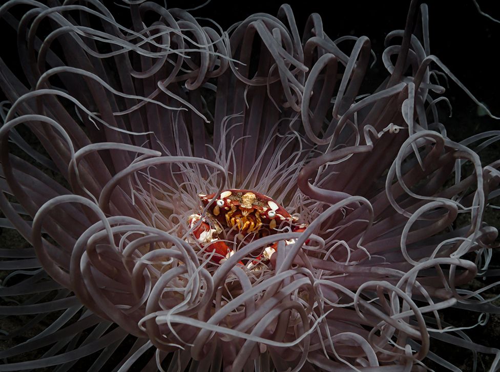 A crab sits in the centre of a sea anemone as it sways in ocean current.