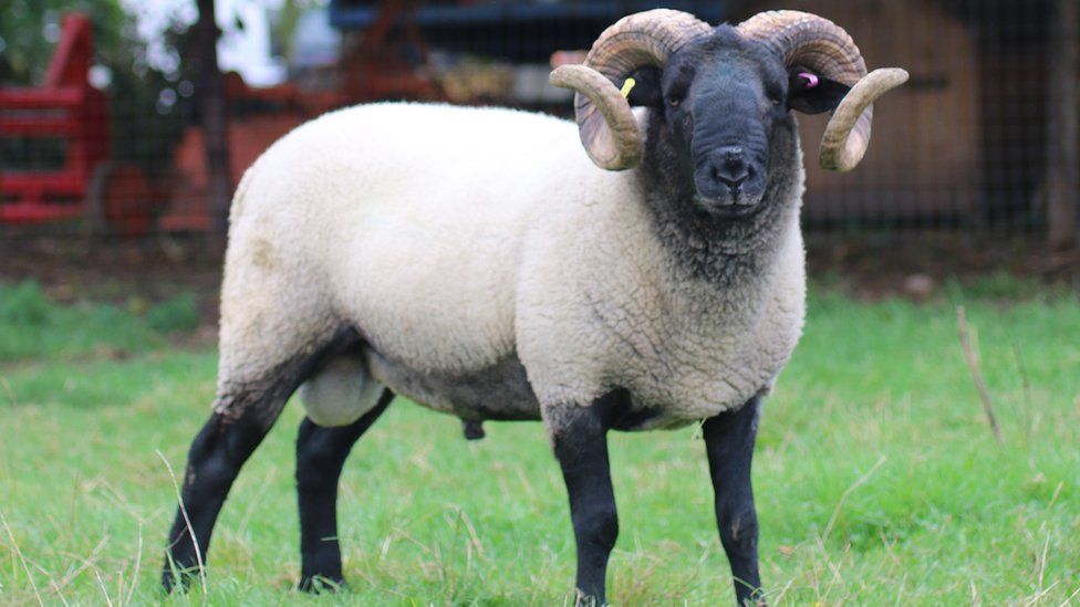 Sheep to graze Hampsted Heath for first time in 60 years - BBC Newsround