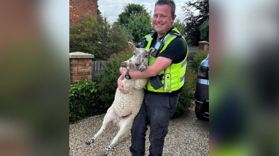 Police officer with a sheep