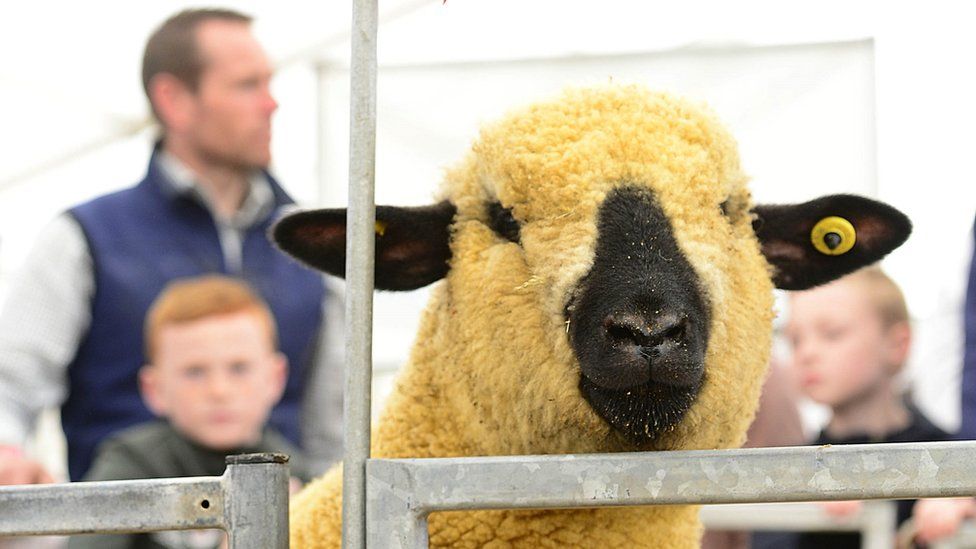 A sheep peers over the gate at Balmoral Show 2019