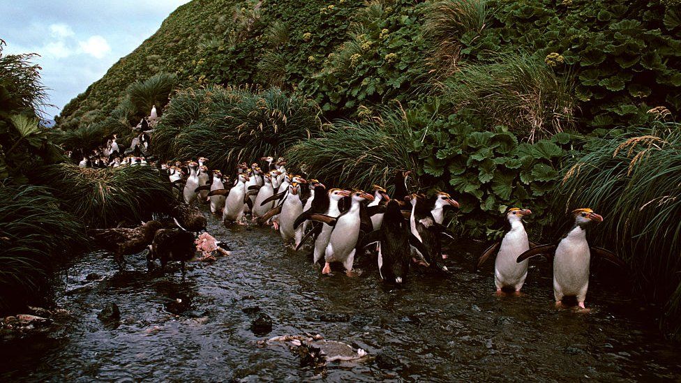 Rockhopper penguins on Gough Island