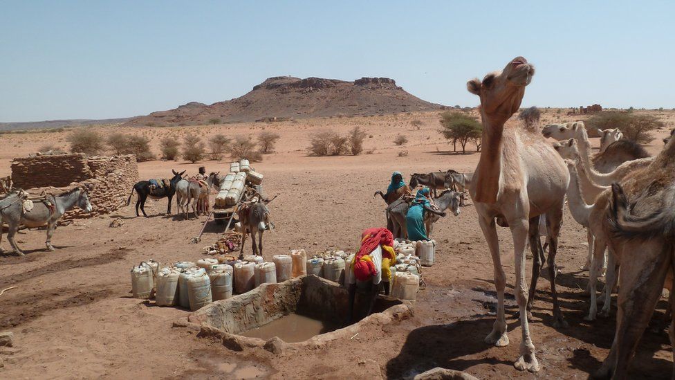 Camels at water hole in Sudan