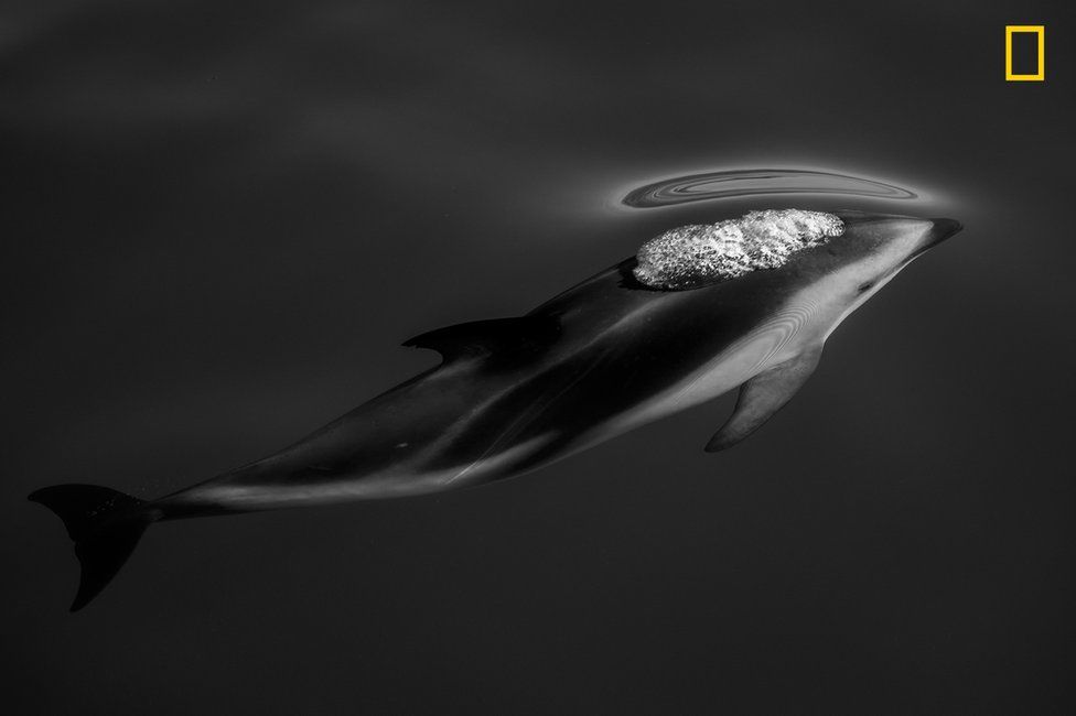 A black and white photo of a dolphin swimming through water