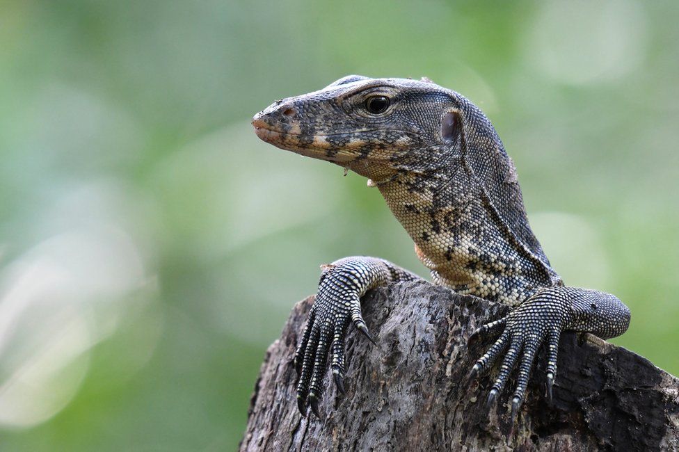 Malay water monitor mounted on a tree trunk in Singapore