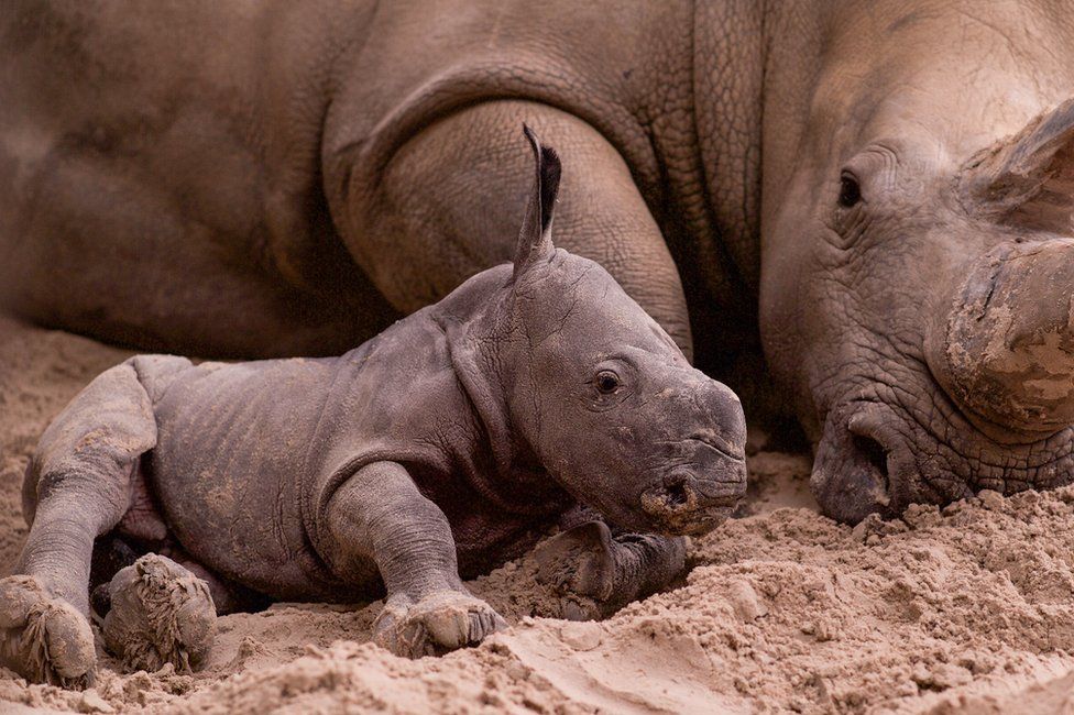 new baby southern white rhino