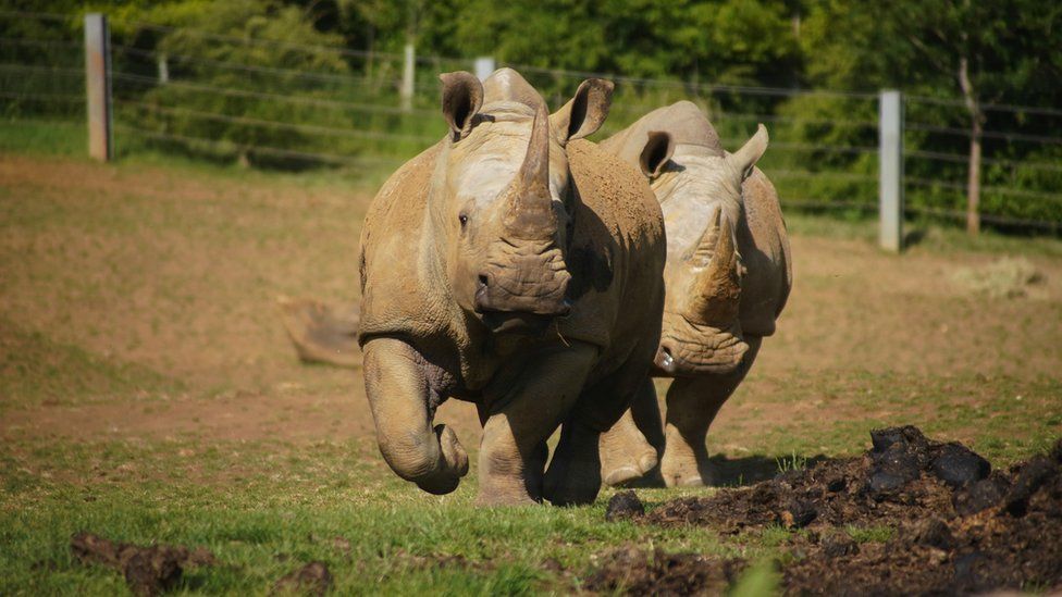 Two rhinos running together