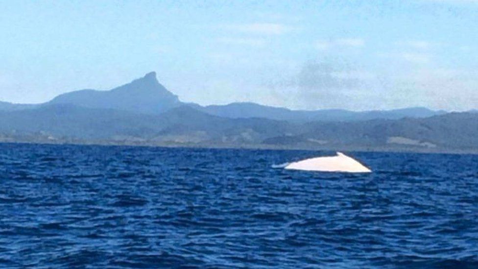 Migaloo the white humpback whale swims past Byron Bay